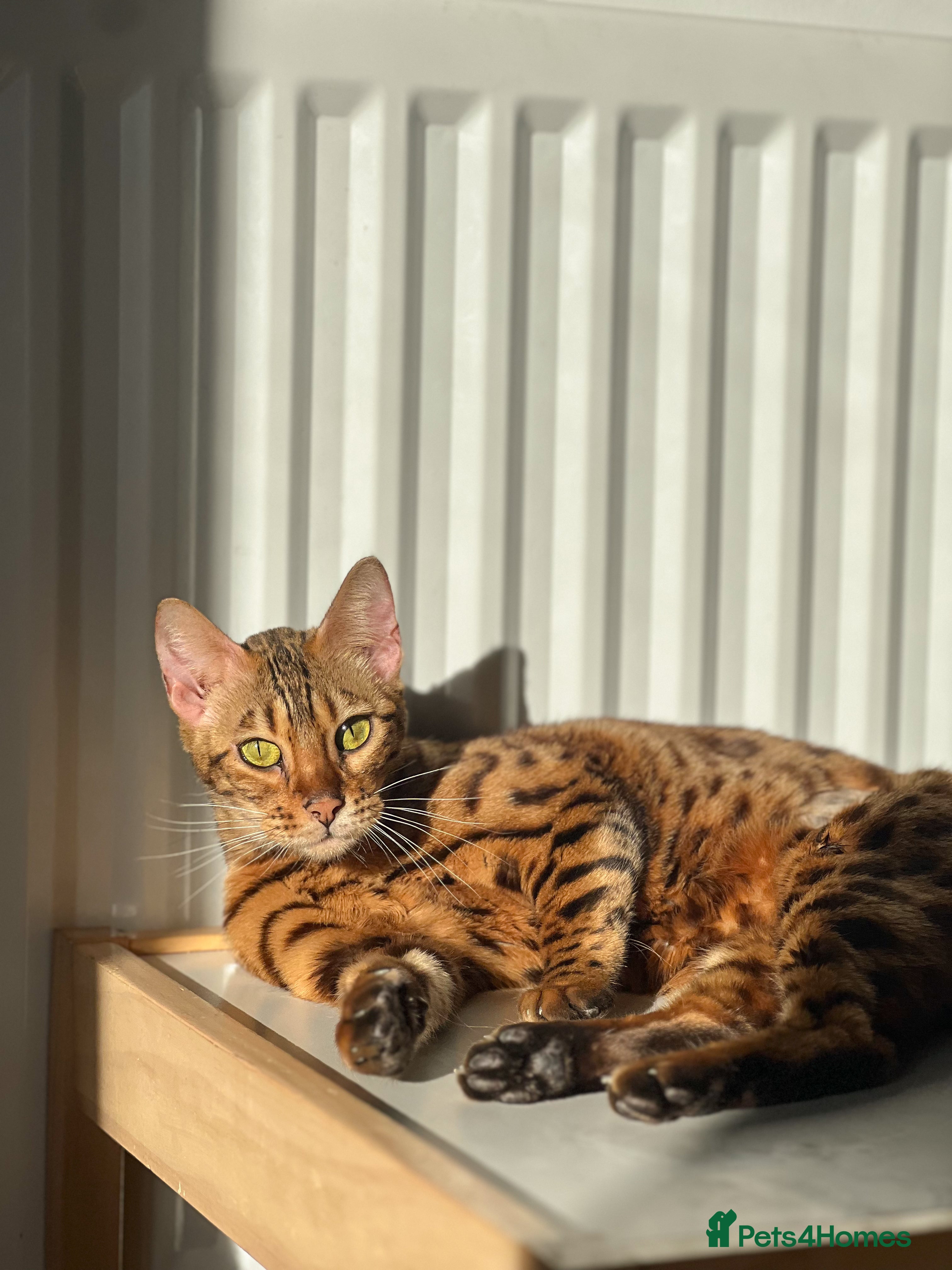 Bengal cats 2 year old bengal female - Advert 4