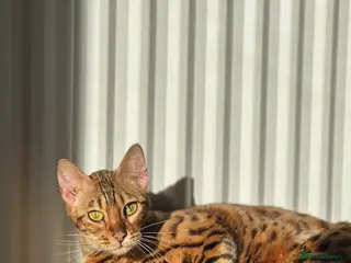 Bengal cats 2 year old bengal female - Advert 17