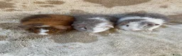 Guinea Pig rodents for sale: Baby male Teddy Guinea Pigs  - Advert 6