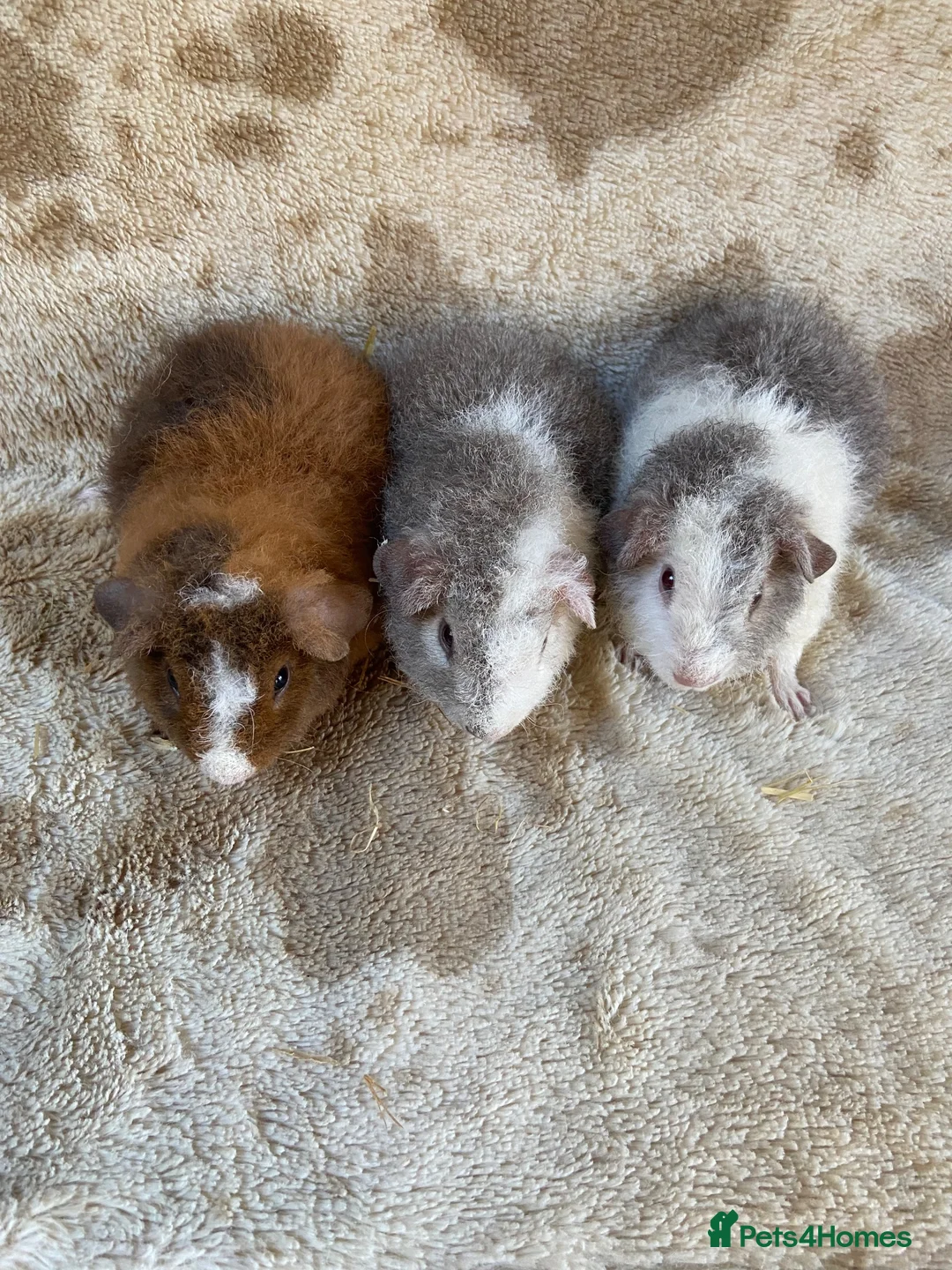 Guinea Pig rodents for sale: Baby male Teddy Guinea Pigs  - Advert 6