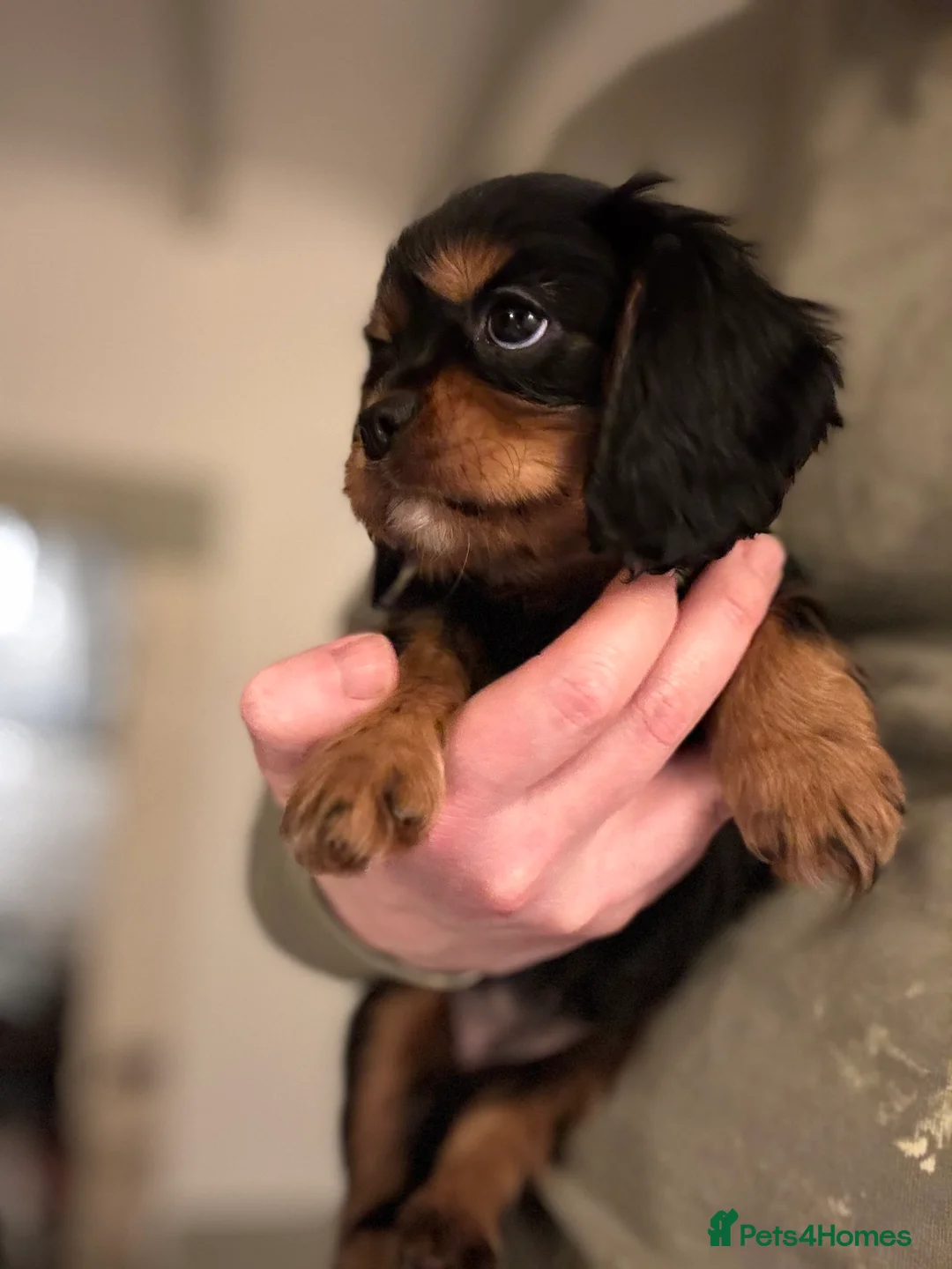 Cavalier King Charles Spaniel dogs for sale: 🐶KC REG, EXTENSIVELY HEALTH TESTED CAVALIER 🐶  - Advert 31
