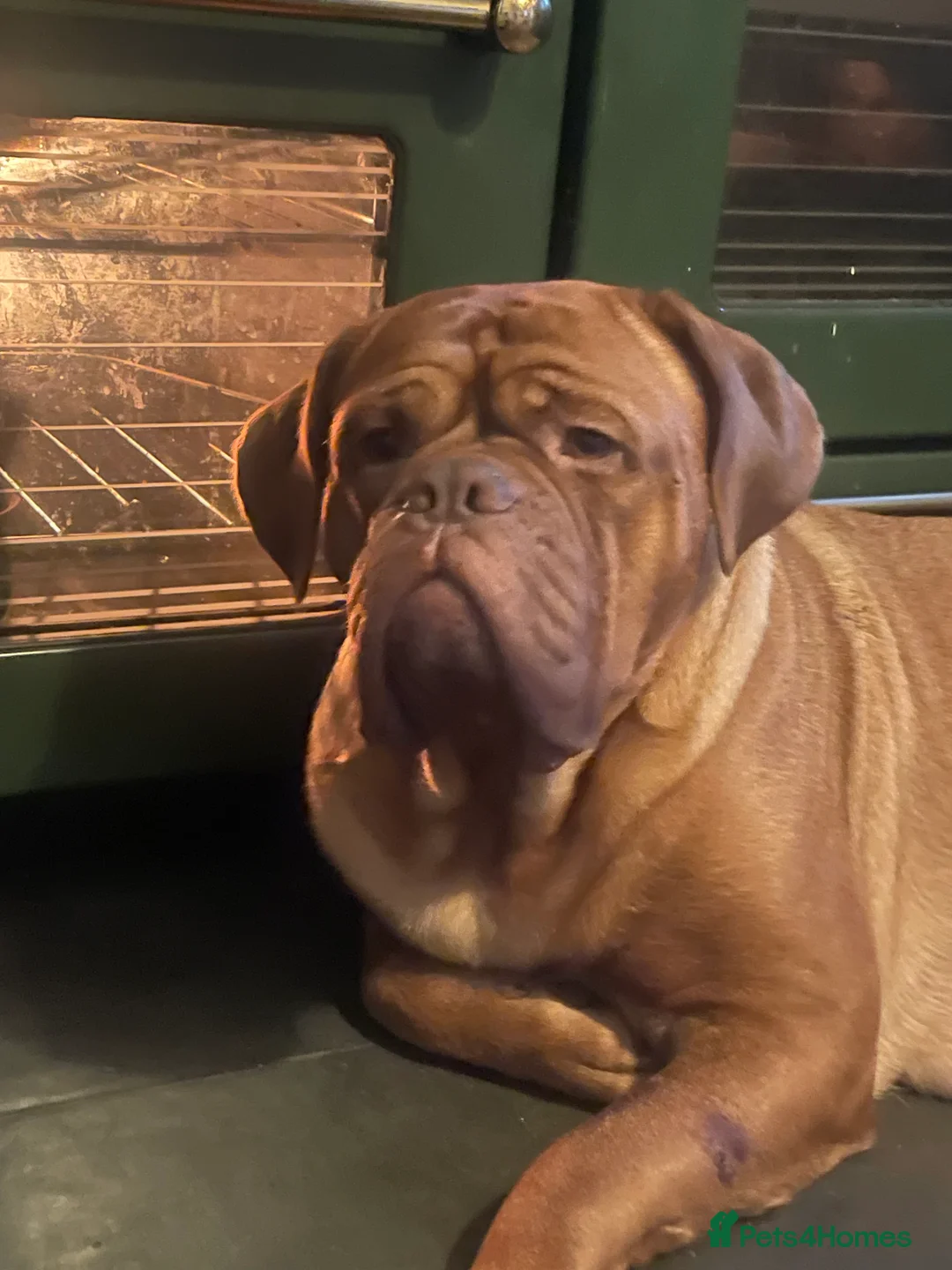 Dogue De Bordeaux dogs for sale: Last boy of the litter - Advert 1