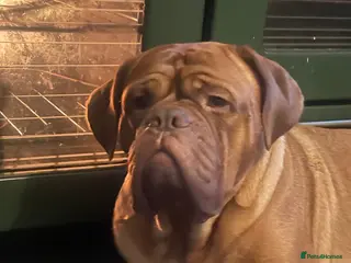 Dogue De Bordeaux dogs Last boy of the litter - Advert 1