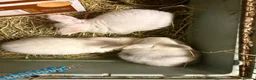 Mini Lop rabbits for sale: Beautiful Mini Lop Rabbits – Ready from 9th Nov - Advert 5