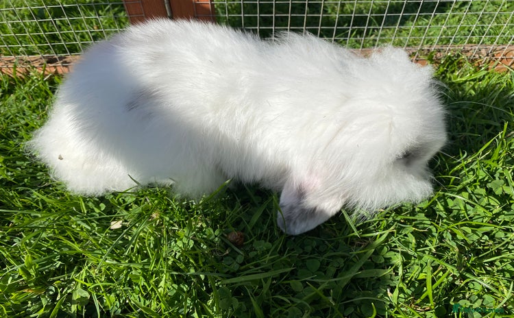 Mixed Breed rabbits - Advert 4