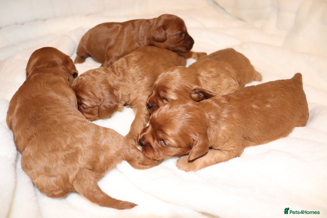Cavapoo dogs for sale: Welcome to Cotswold Cavapoos - Advert 4