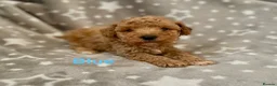 Schnoodle dogs for sale: Beautiful Schnoodle Pups - Advert 7