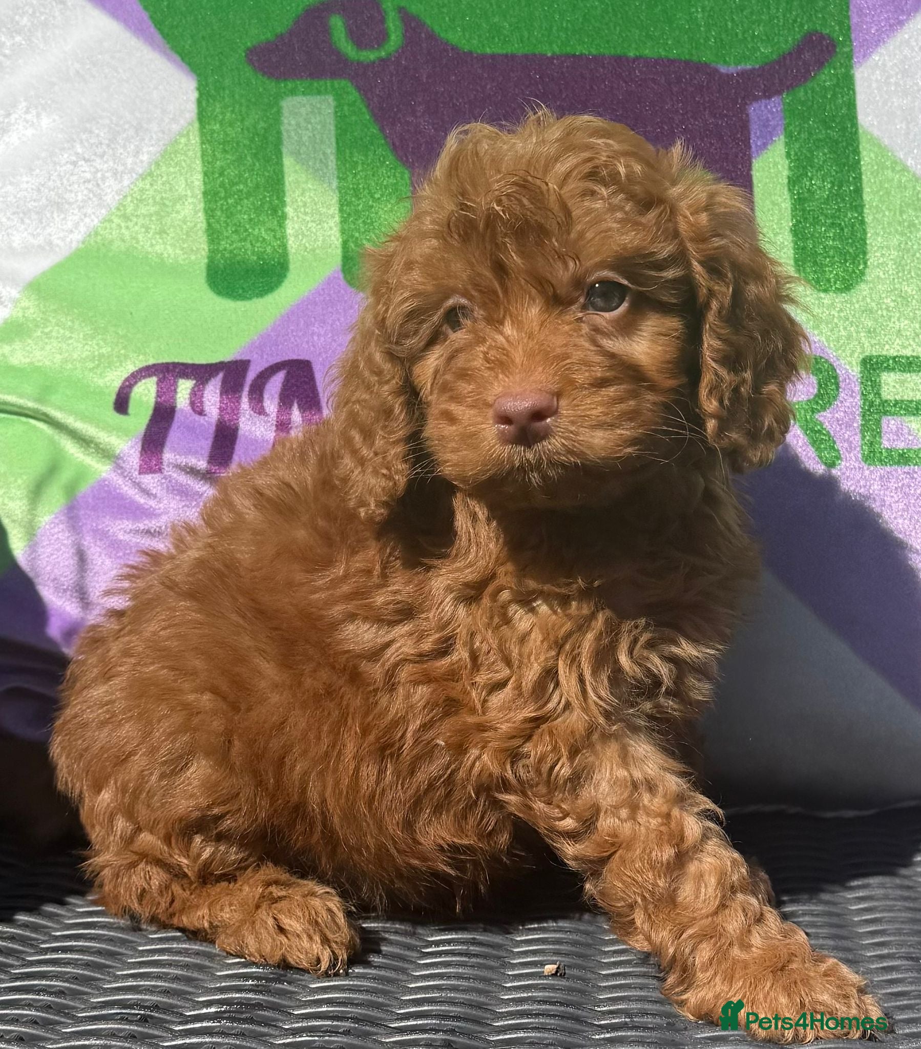 Cockapoo dogs F1 BOYS ONLY MINI COCKAPOOS 30 dna tested - Advert 2