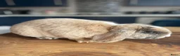 Rex rabbits for sale: Mini rex baby and plush lop adult - Advert 10