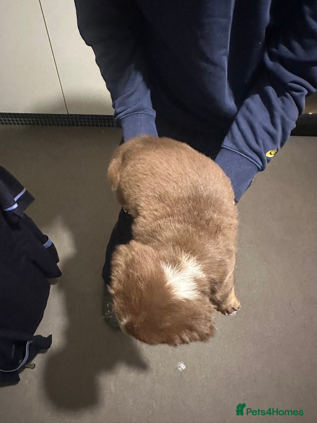 Mixed Breed dogs for sale: FLUFFY OLD TYME ENGLISH BULLDOG  - Advert 14