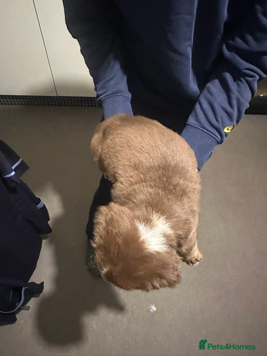 Mixed Breed dogs for sale: FLUFFY OLD TYME ENGLISH BULLDOG  - Advert 14