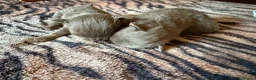 Chihuahua dogs for sale: Tiny stunning Russian Chihuahua’s   - Advert 28