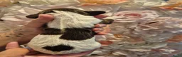 English Springer Spaniel dogs for sale: Beautiful English Springer spaniel pups - Advert 5