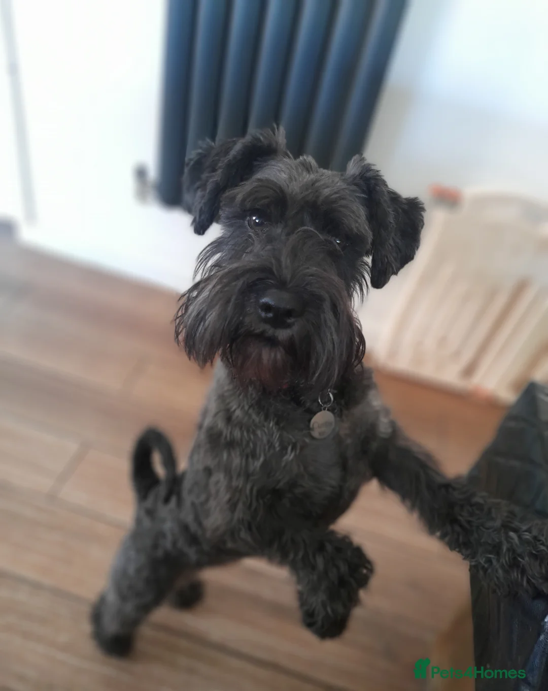 Miniature Schnauzer dogs for sale: Beautiful minture schnauzers pups available  - Advert 2