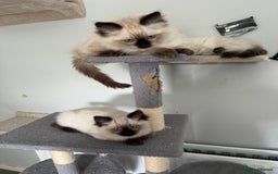 Ragdoll cats for sale: Ragdoll - Image 3