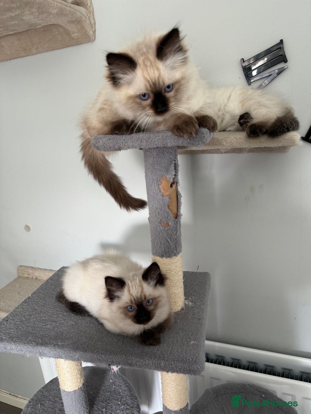 Ragdoll cats for sale: Ragdoll - Image 3