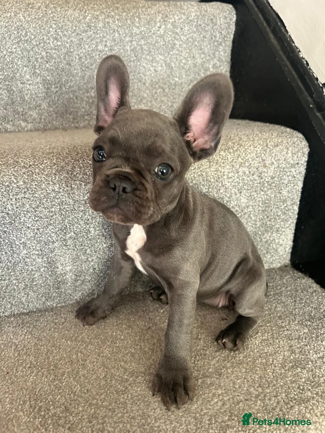 French Bulldog dogs for sale: Beautiful French Bulldog girl in Wickford - Advert 2