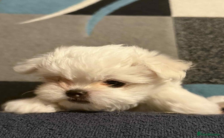 Maltese dogs in Tonbridge - Advert 1