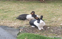 Dutch rabbits for sale: 1 Belgian Hare, 3 Dutch Rabbit - Image 1