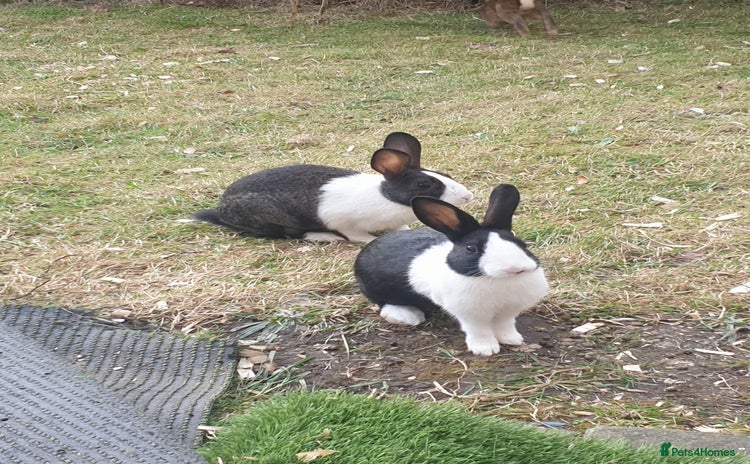 Dutch rabbits - Advert 1