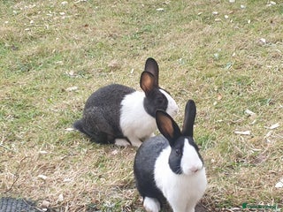 Dutch rabbits - Advert 7