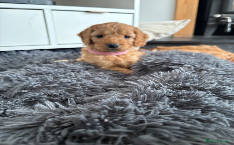 Cockapoo dogs - Advert 3