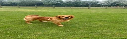 Golden Retriever dogs for sale:  Ready now Kc registered golden retriever puppies - Advert 4