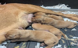 Labrador Retriever dogs for sale: Deep fox red Labrador Puppies,FULLY TESTED PARENTS - Image 6