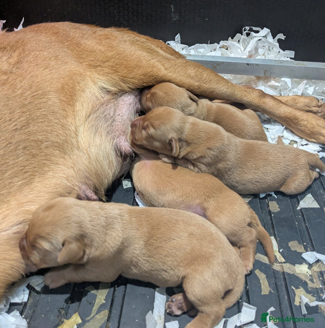 Labrador Retriever dogs for sale: Deep fox red Labrador Puppies,FULLY TESTED PARENTS - Image 6