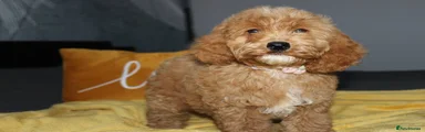 Cockapoo 2