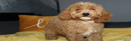 Cockapoo dogs for sale: Yankee Doodle Puppies F1 – American Cockapoos - Advert 4