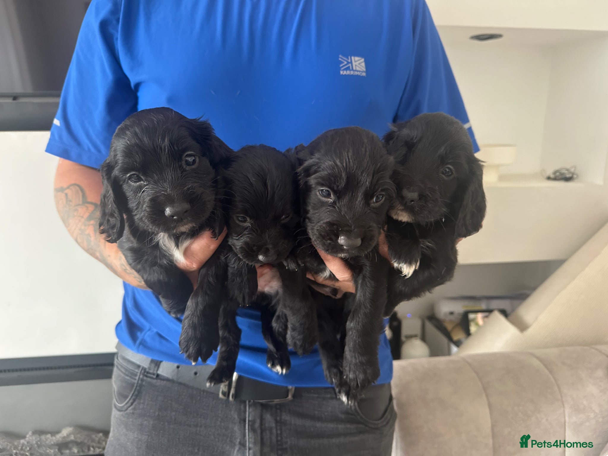 Cocker Spaniel dogs Cocker spaniel puppies 🐶  - Advert 16