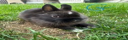 Netherland Dwarf rabbits for sale: Netherland Dwarf Rabbits For Sale  - Advert 7