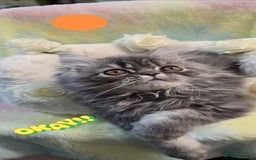 Persian cats for sale: 4 Persian Kittens - Image 6