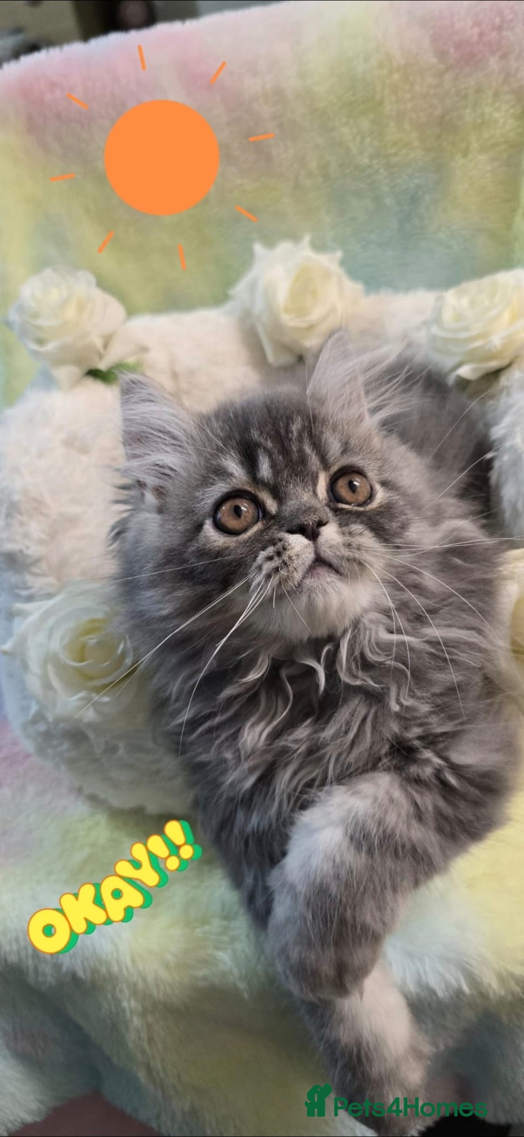 Persian cats for sale: 4 Persian Kittens - Image 6