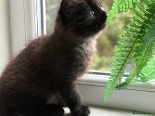 Mixed Breed cats - Advert 11