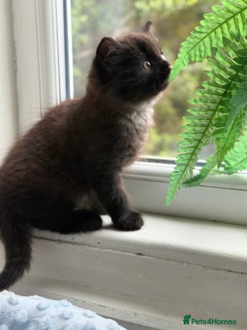 Mixed Breed cats - Advert 1