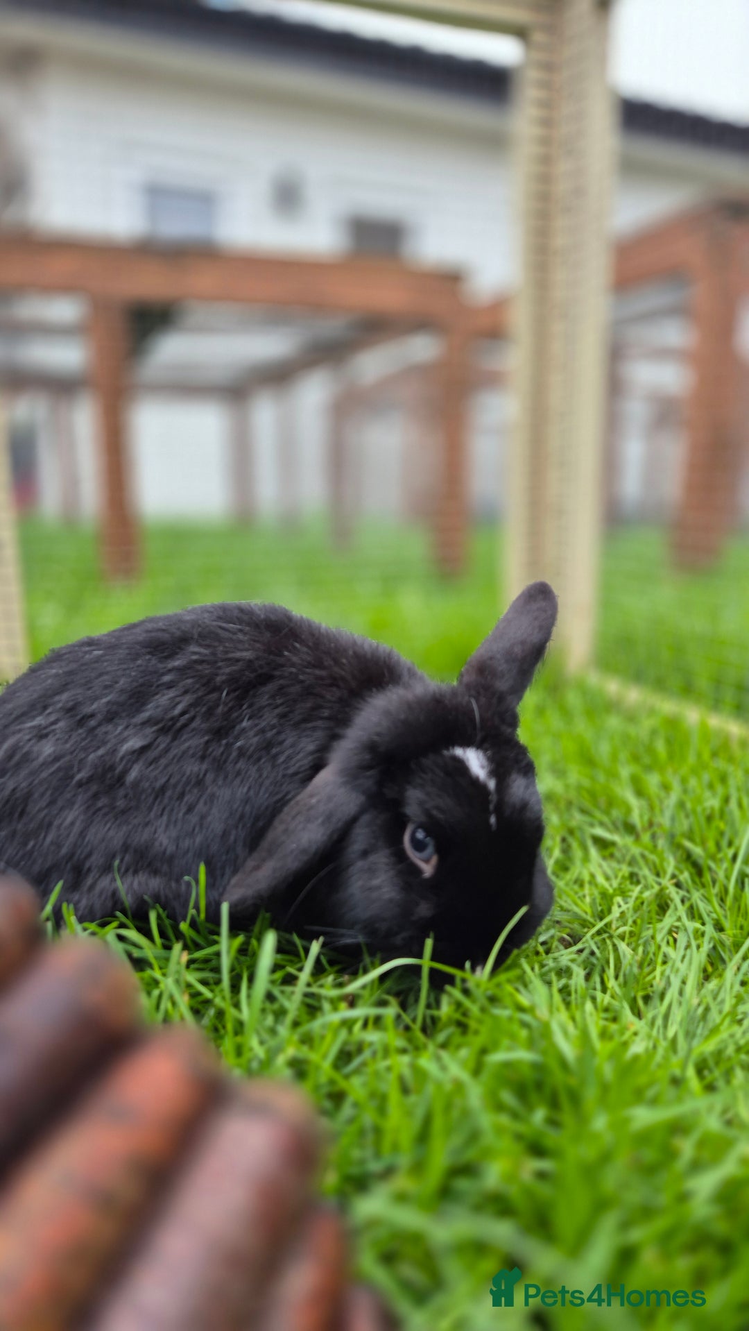 Mini Lop rabbits for sale: Bonded Mini Lops, vaccinated and Neutered  - Advert 2