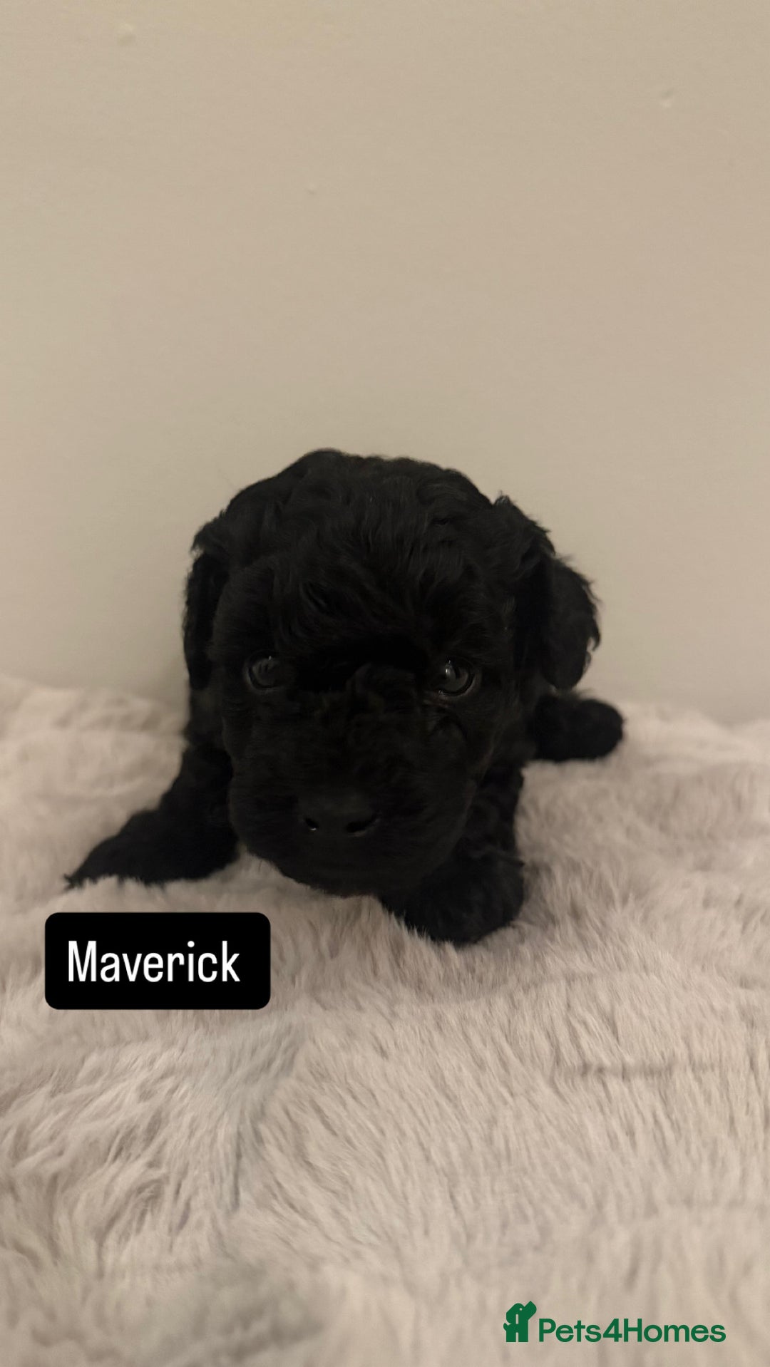 Maltipoo dogs for sale: Adorable F1B Merle** Maltipoo Puppies for sale - Image 8
