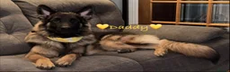 German Shepherd dogs for sale: 🐶🐶German Shepherd Puppies🐶🐶 - Advert 19