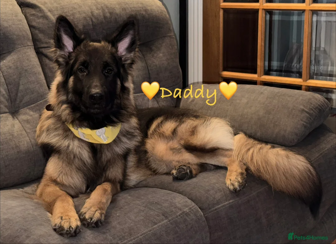 German Shepherd dogs for sale: 🐶🐶German Shepherd Puppies🐶🐶 - Advert 19