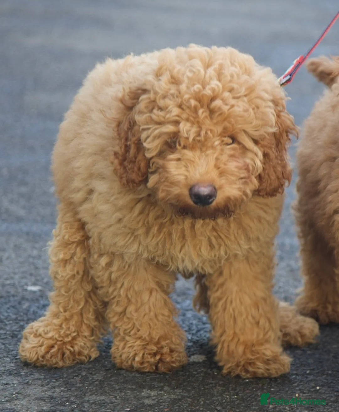 Miniature Poodle dogs for sale: Miniature Poodle –Lovingly Home-Reared & Ready in Salisbury - Advert 4