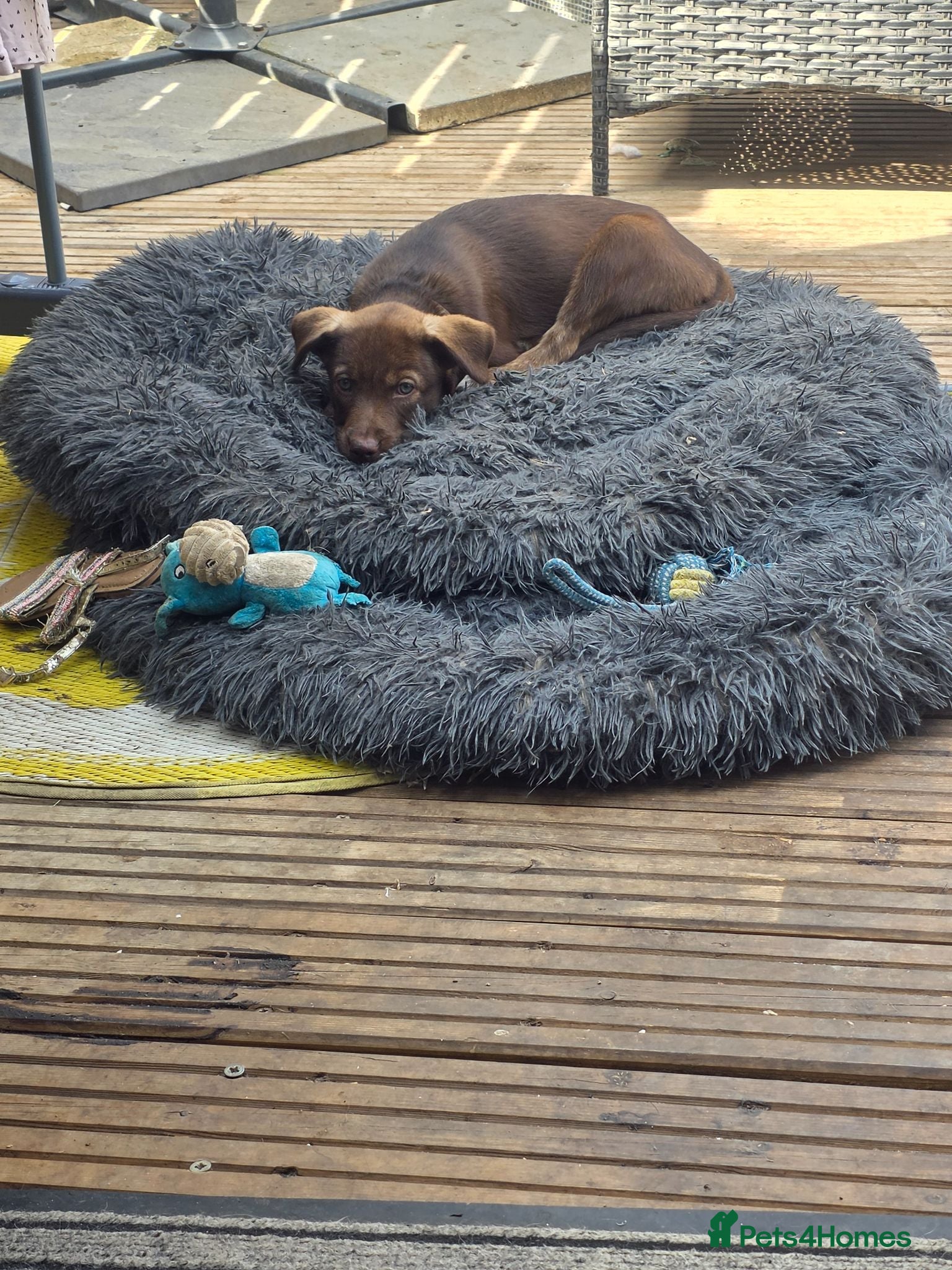 Mixed Breed dogs Husky cross staffy puppies  - Advert 2