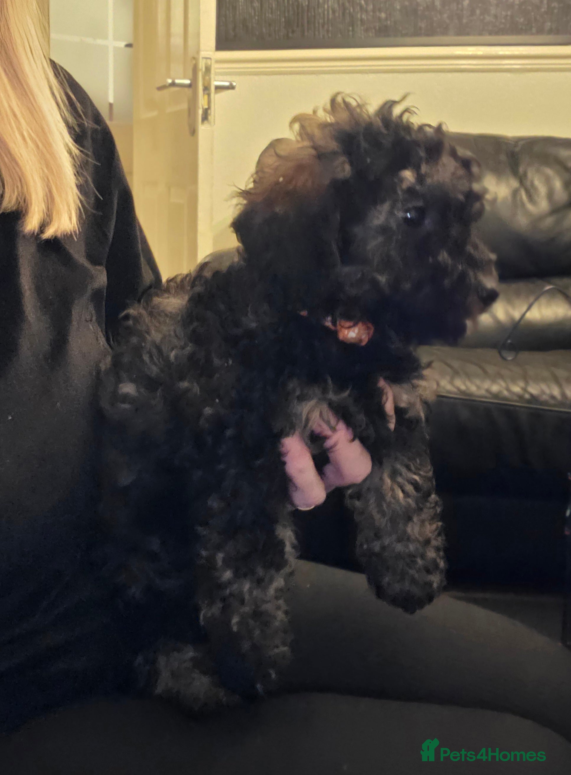 Doxiepoo dogs Beautiful toy poodle phantom rare colour 3/4 pups - Advert 17