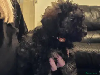 Doxiepoo dogs Beautiful toy poodle phantom rare colour 3/4 pups - Advert 17