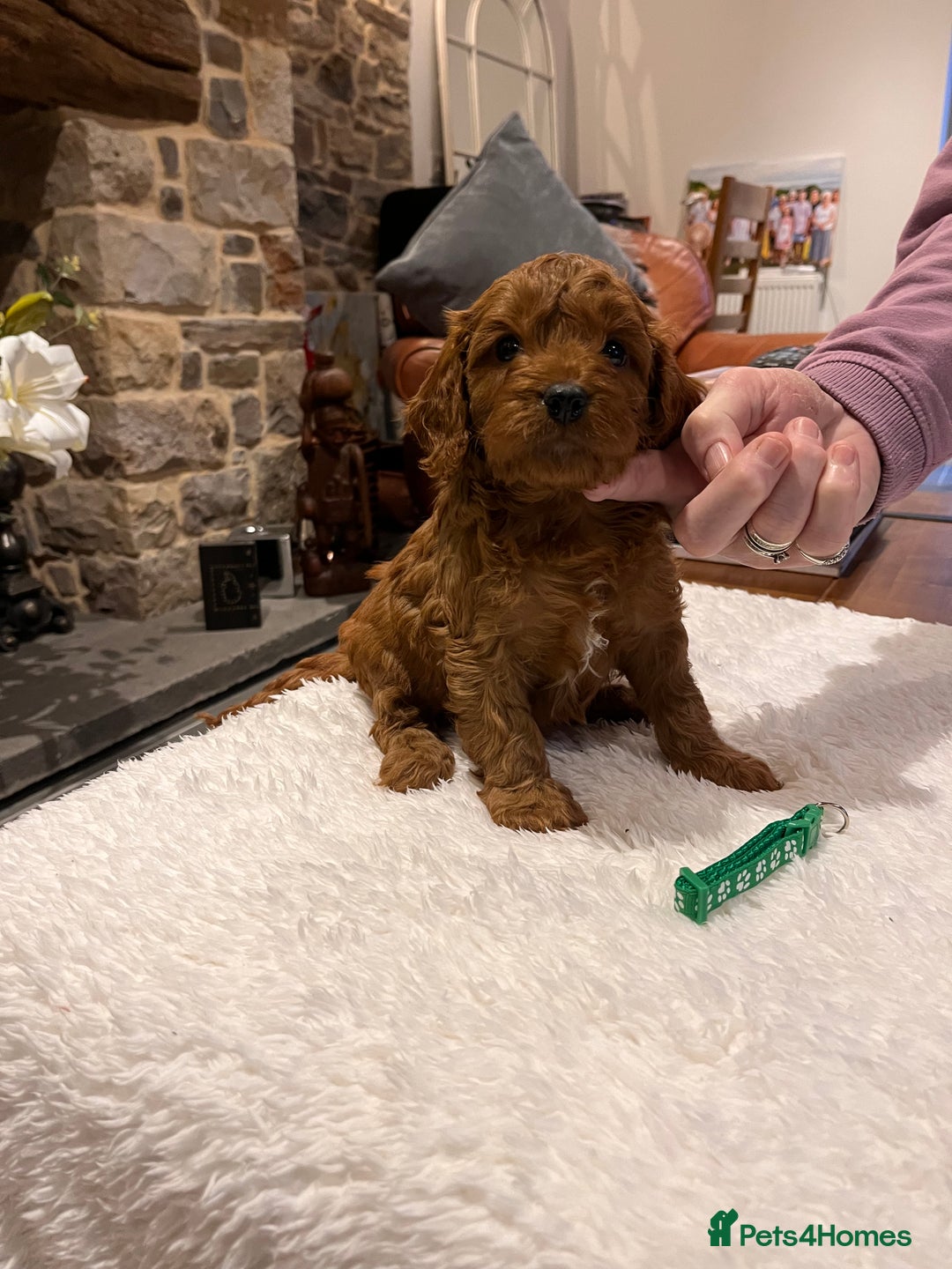 Cavapoo dogs for sale: Stunning litter of F1 Cavapoo puppies - Advert 16