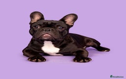 French Bulldog dogs for stud: KC SILVER HEALTH TESTED CRUFTS QUALIFIED STUD - Image 7