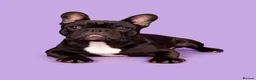 French Bulldog dogs for stud: KC SILVER HEALTH TESTED CRUFTS QUALIFIED STUD - Advert 7