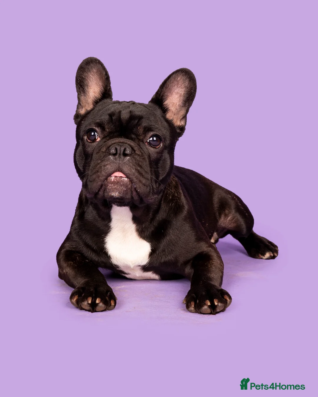 French Bulldog dogs for stud: KC SILVER HEALTH TESTED CRUFTS QUALIFIED STUD - Advert 7