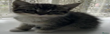 Kitten 1
